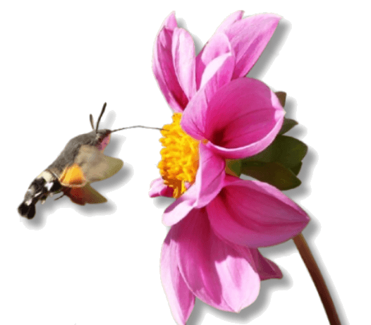 About Us lower image