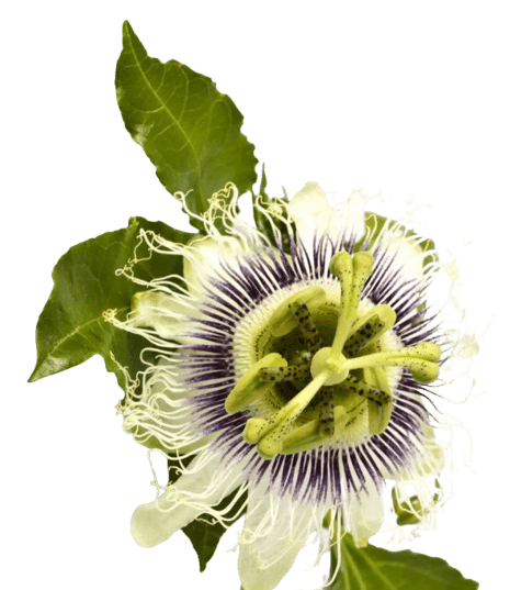 Passionfruit decorative