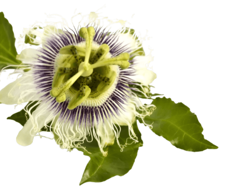 Passionfruit decorative