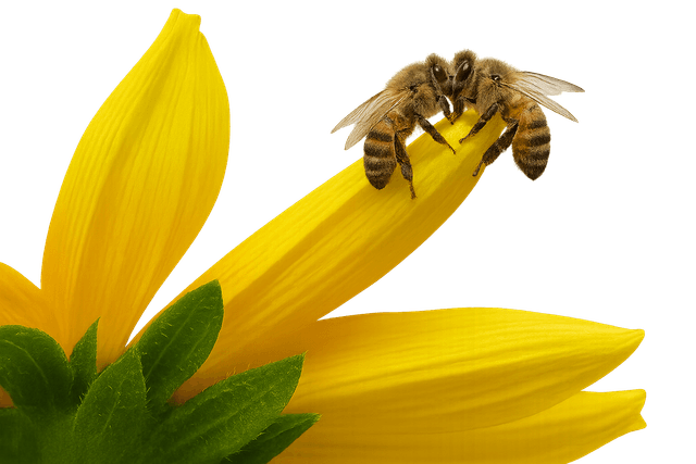 Why Choose TANIT Left